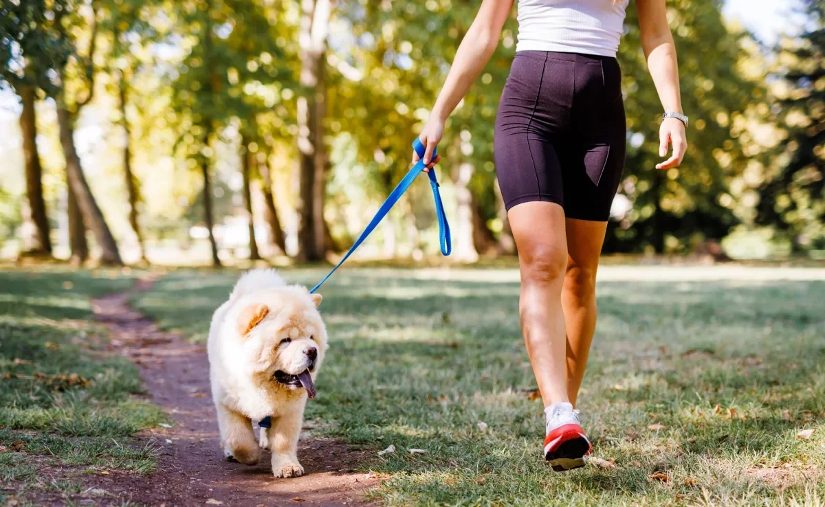 Passear com cachorro no calor requer uma série de cuidados