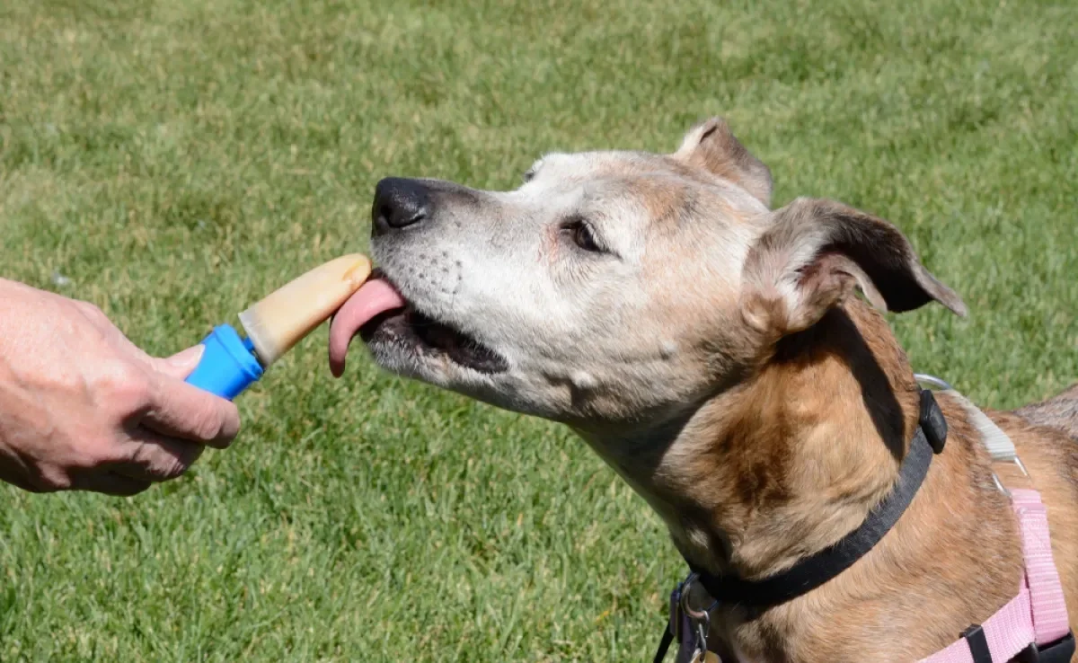 O picolé para cachorro deve ser feito com ingredientes seguros para cães