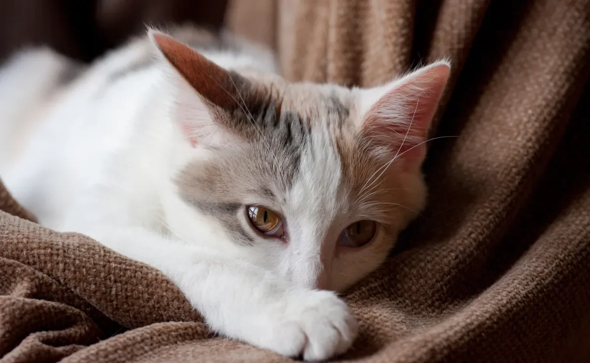 A PIF em gatos é uma doença perigosa e que afeta principalmente animais com o sistema imunológico enfraquecido