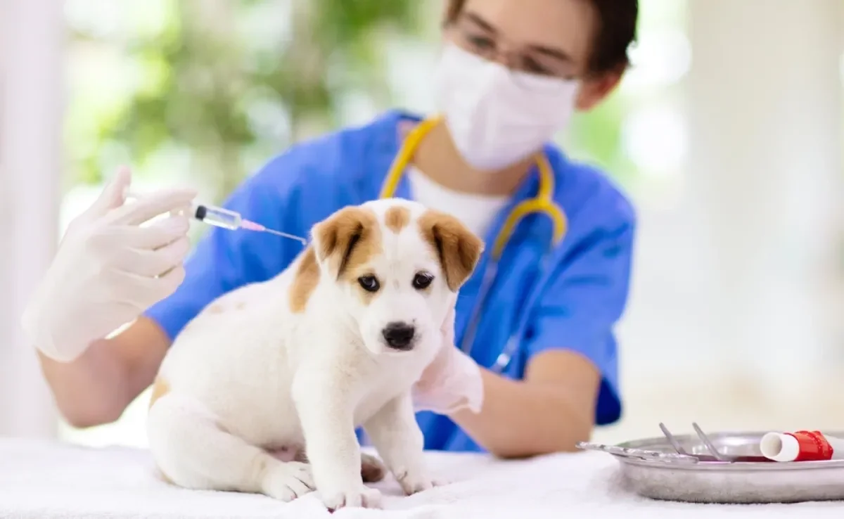 Saber qual é a primeira vacina do cachorro é fundamental para cuidar da saúde do pet