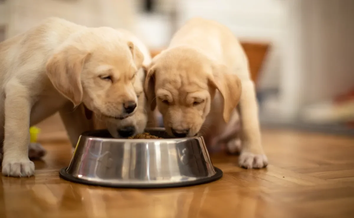 A ração para cachorro filhote oferece todos os nutrientes que o pet precisa para se desenvolver de forma saudável