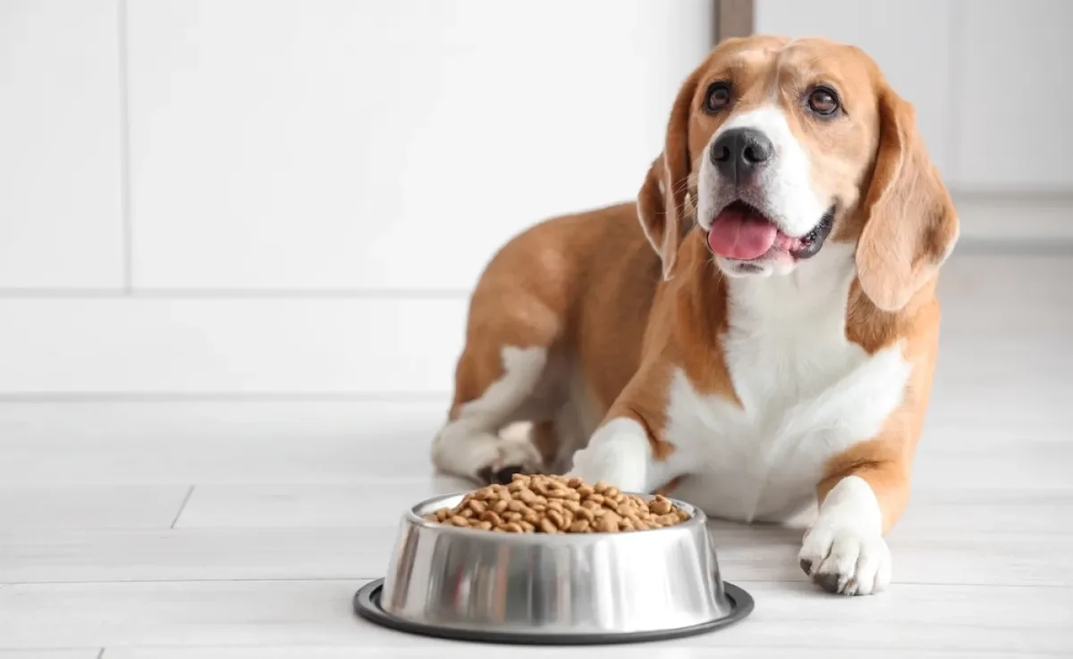 A ração super premium é a melhor escolha de alimento para o seu pet