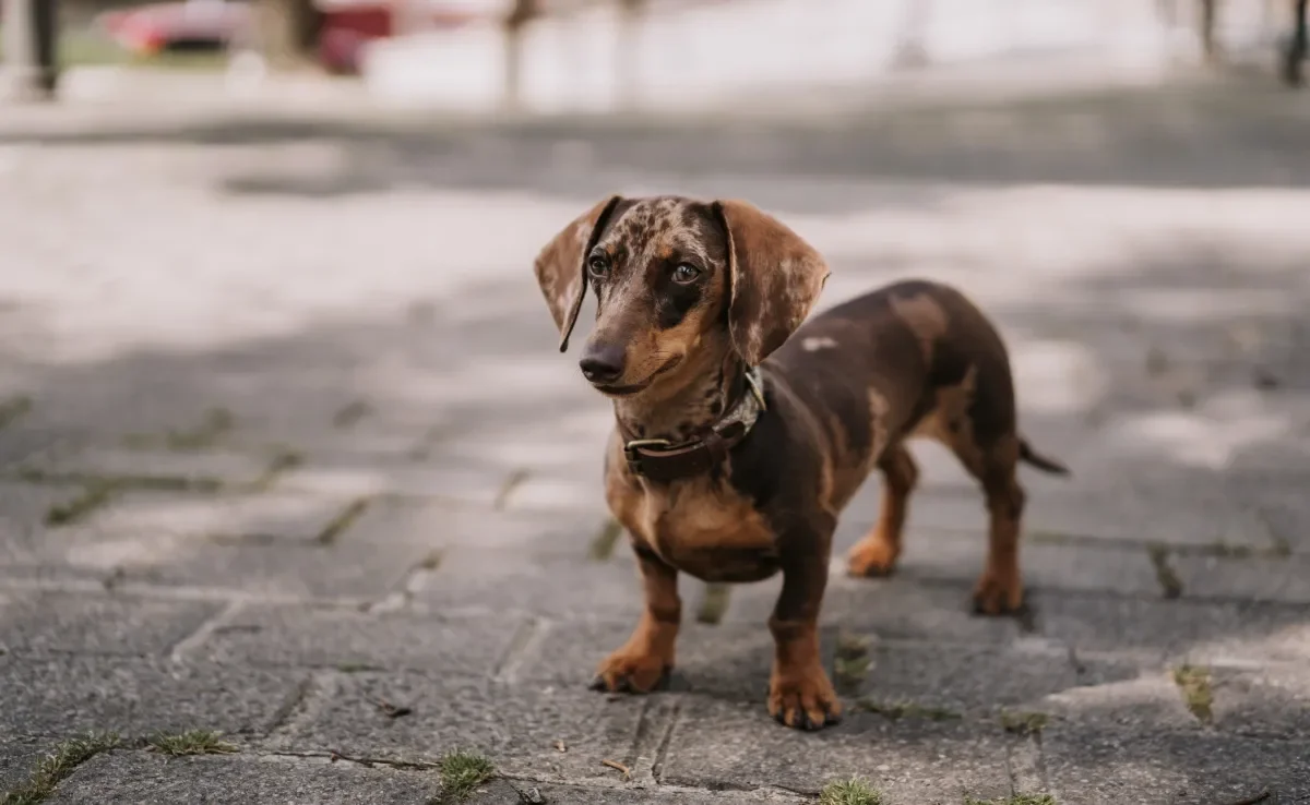 Algumas raças de cachorro podem ser ótimas companhias para pessoas mais tranquilas