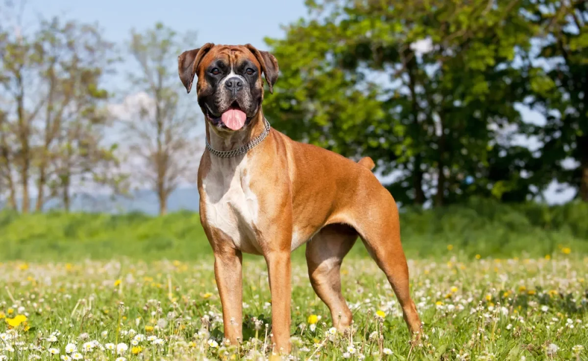 As raças de cachorro grande mais populares podem te surpreender