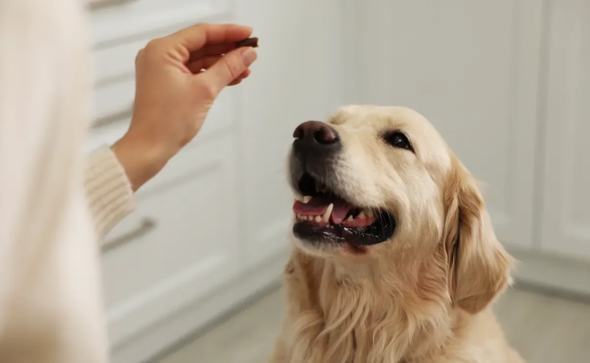 O suplemento para cachorro ajuda a complementar a alimentação animal