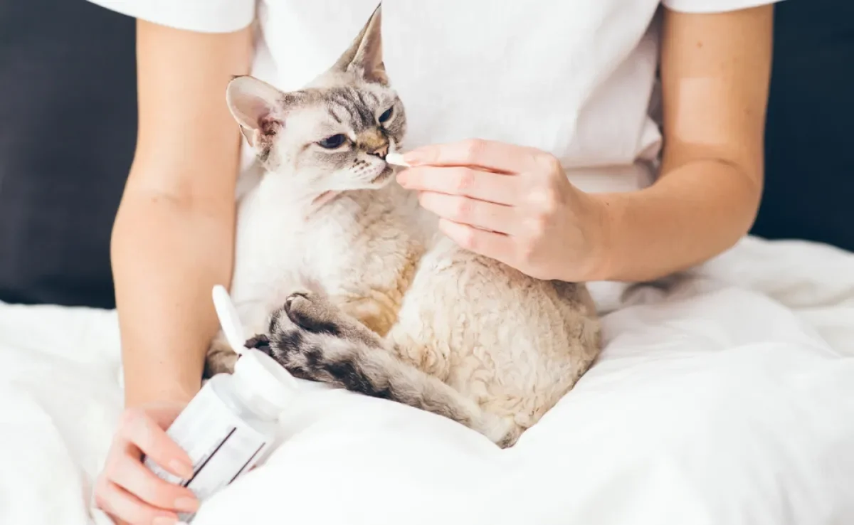 O suplemento para gatos é uma forma de estimular ainda mais a saúde do animal