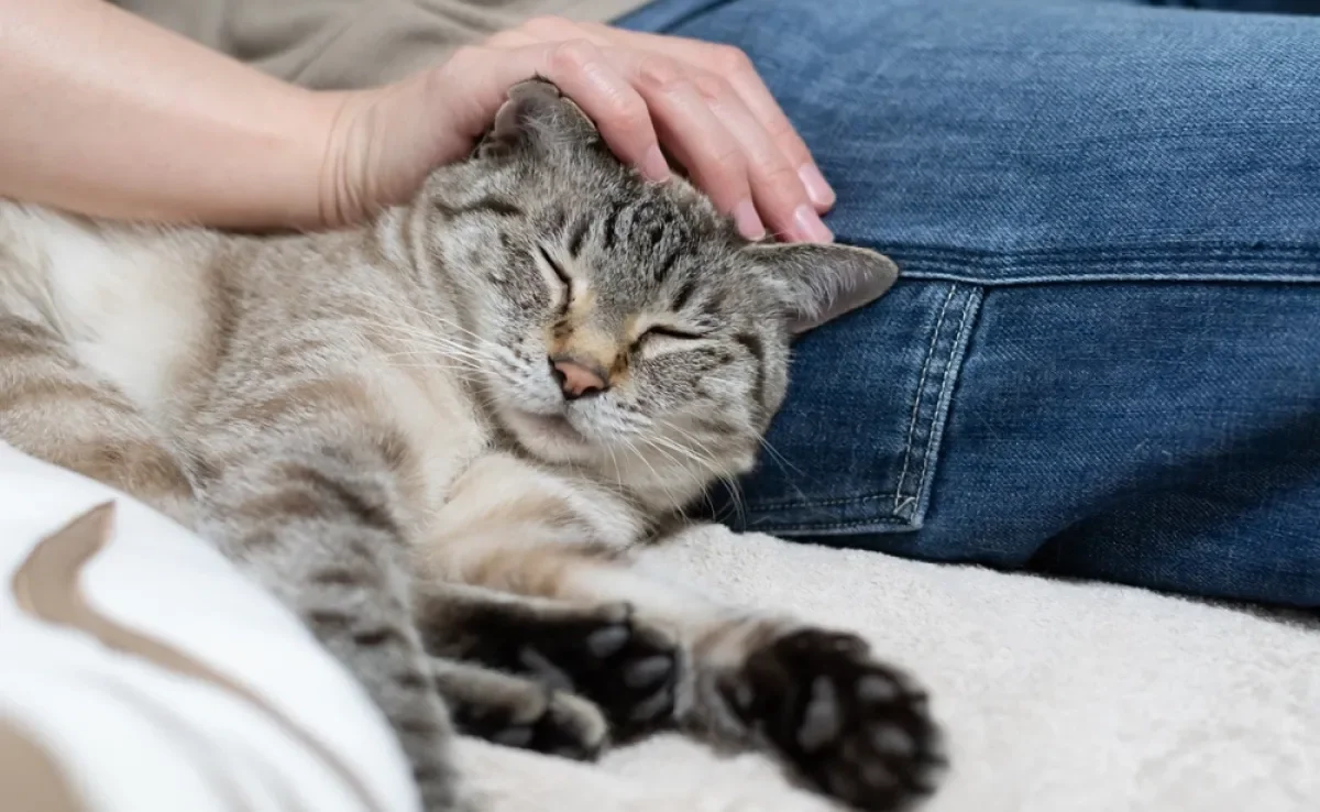 O amor de gato não é difícil de ser conquistado se você seguir algumas dicas