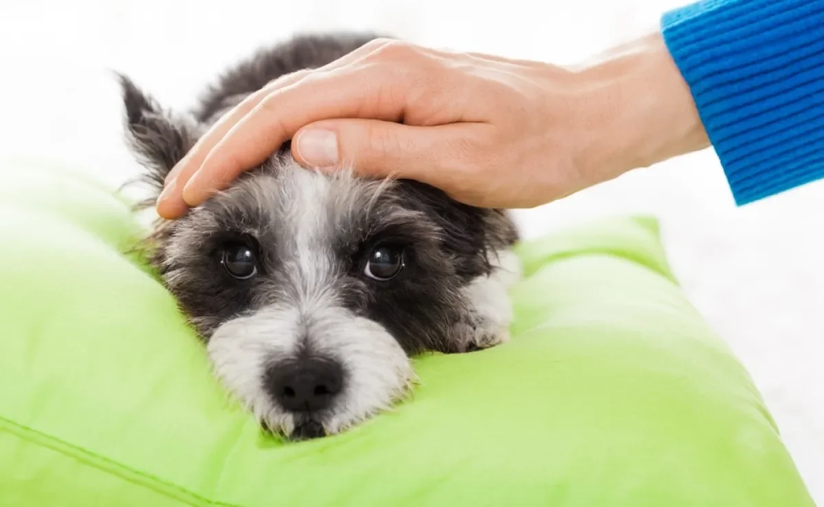 A febre em cachorro precisa de atenção do tutor