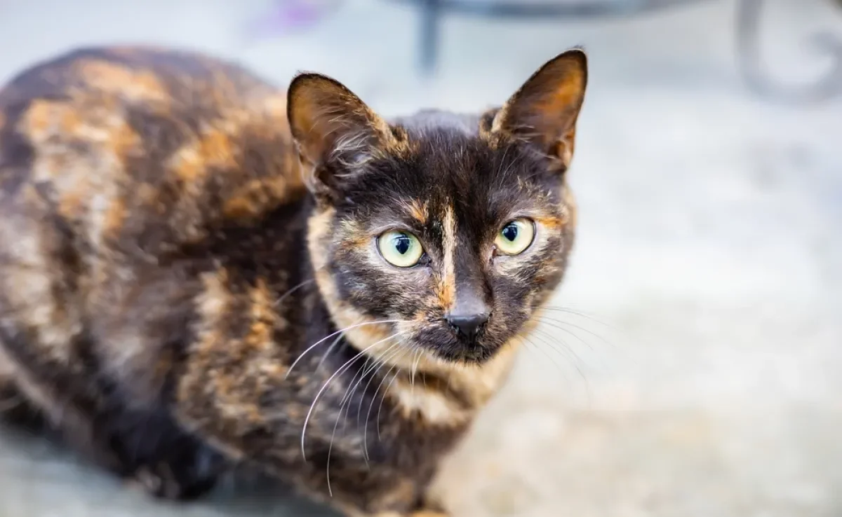 O gato escaminha tem várias particularidades