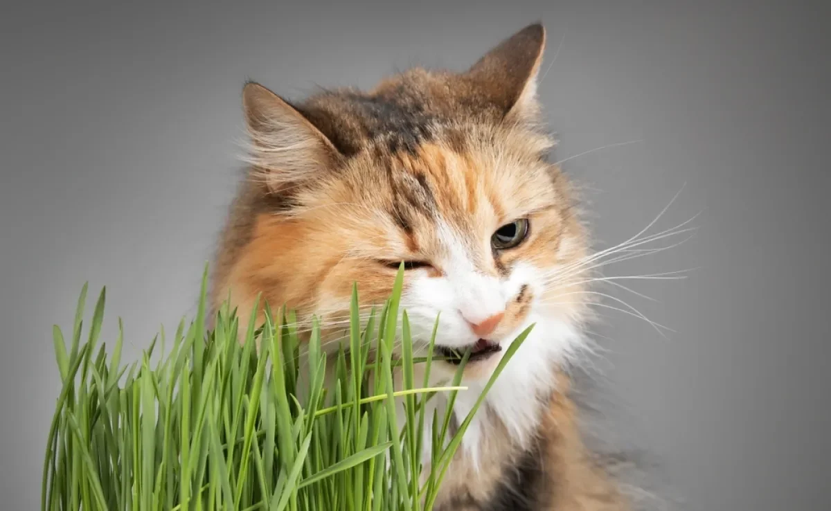 Plantar milho de pipoca como grama para gatos é uma ótima ideia