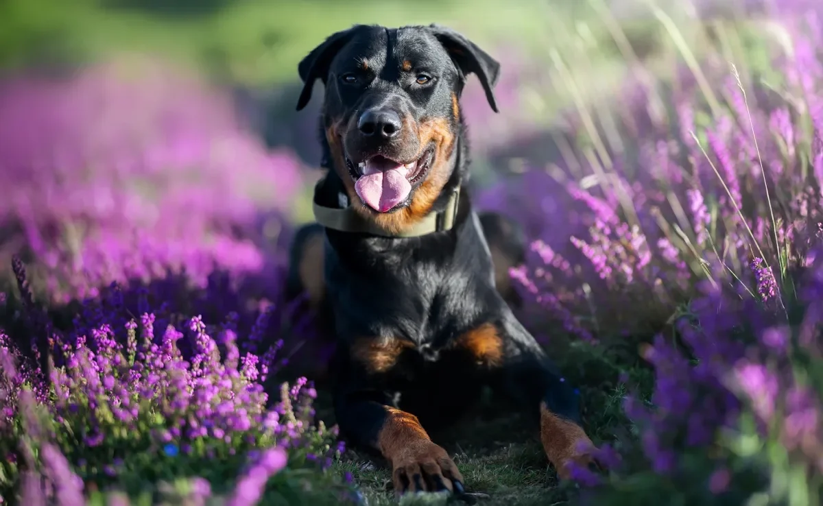 Algumas raças de cachorro se destacam pela sua força