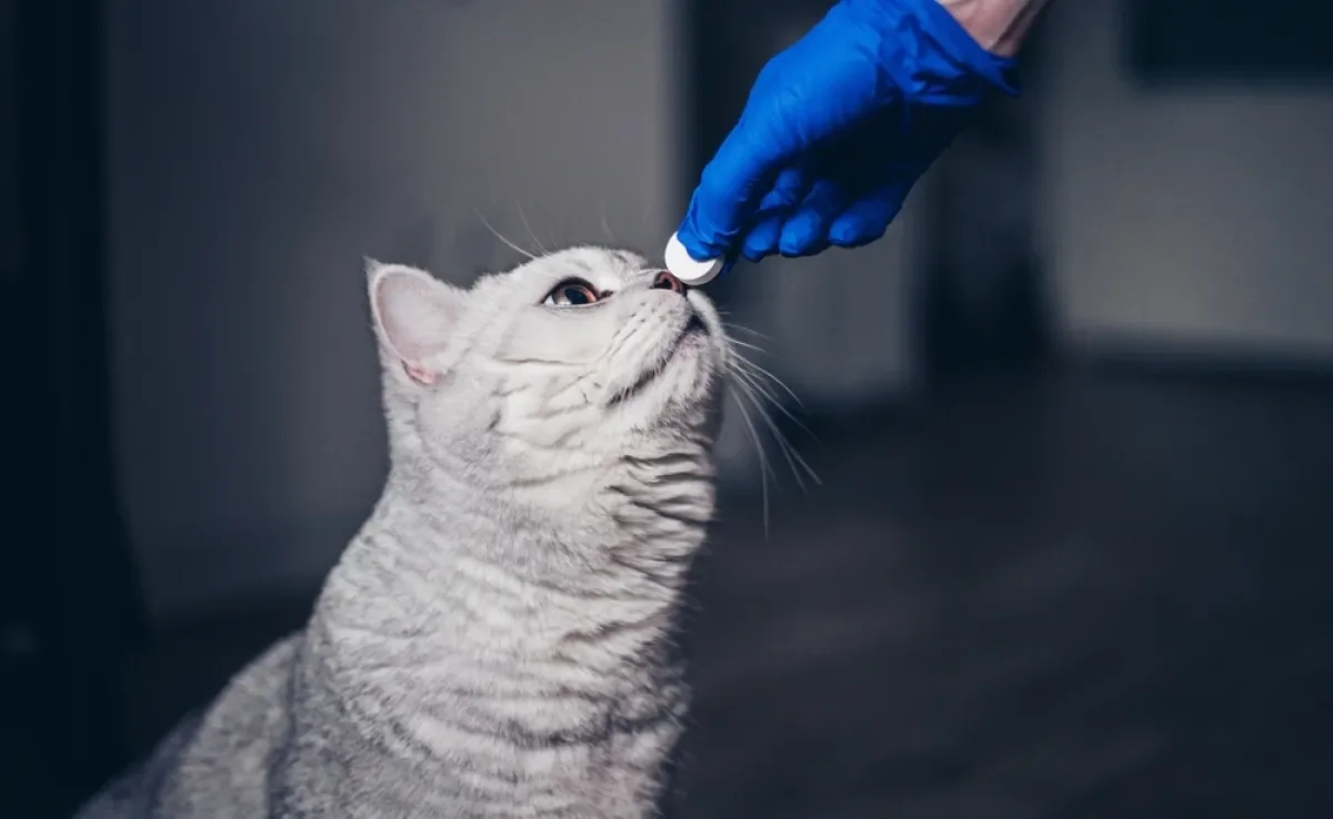 O vermífugo para gatos deve ser administrado conforme orientação veterinária