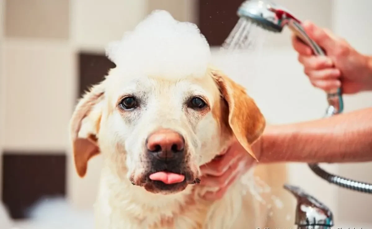 Veja dicas de como dar banho em casa no seu cachorro