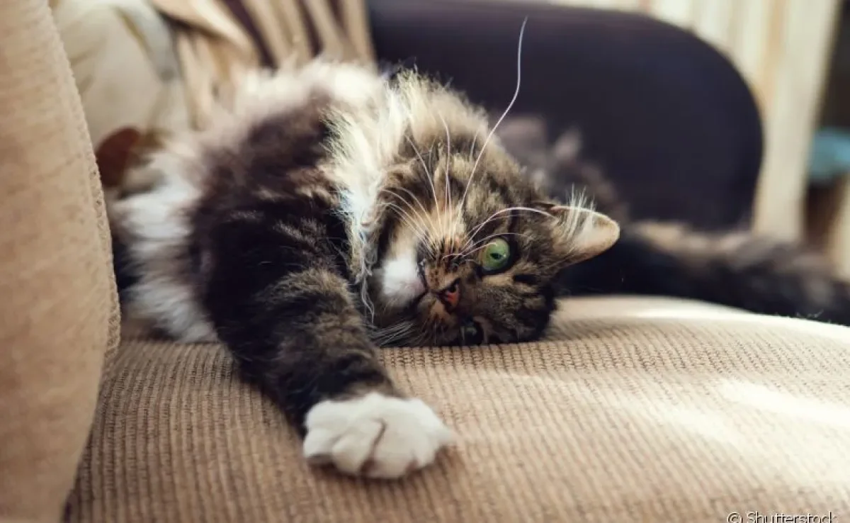 Aprenda como você pode proteger o seu sofá do felino da sua casa