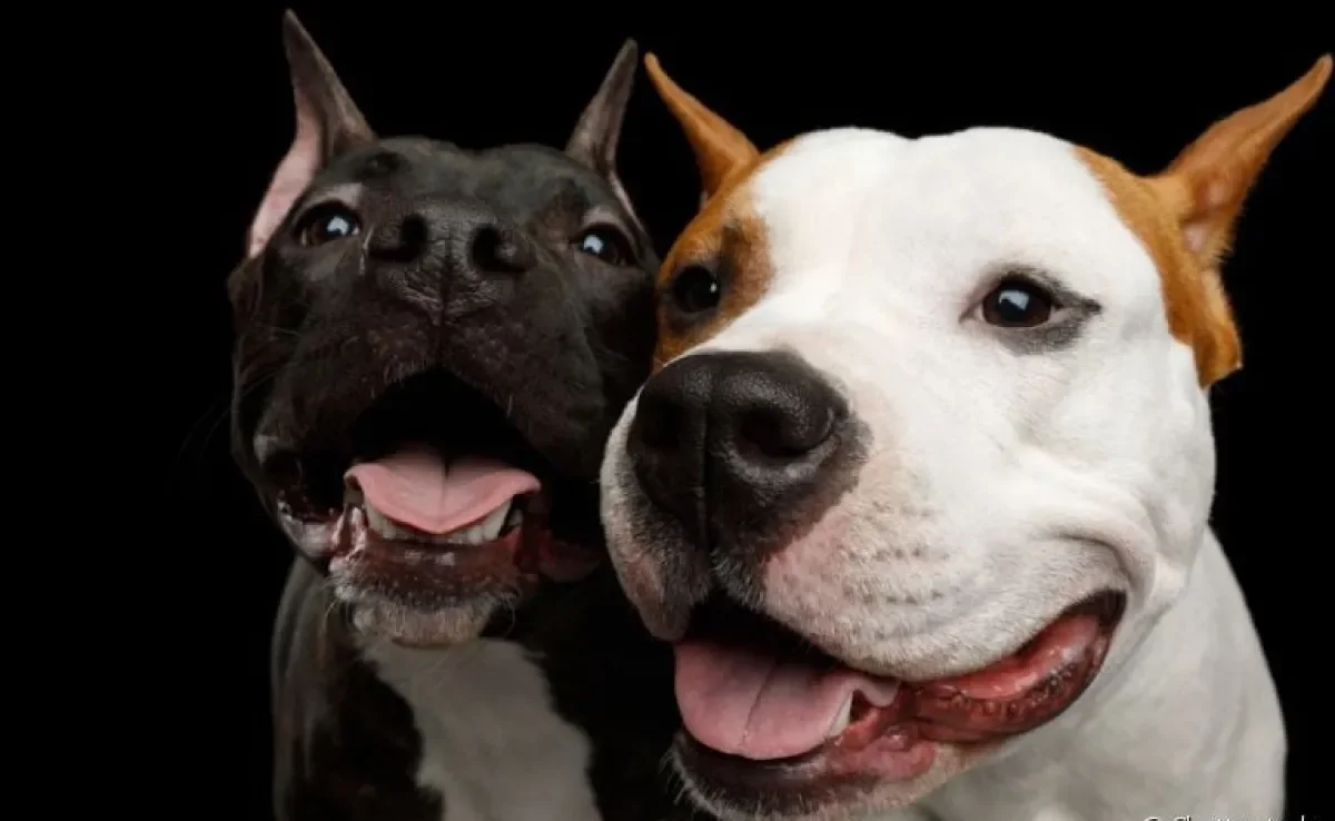 Descubra como você pode estimular a convivência entre dois cachorros