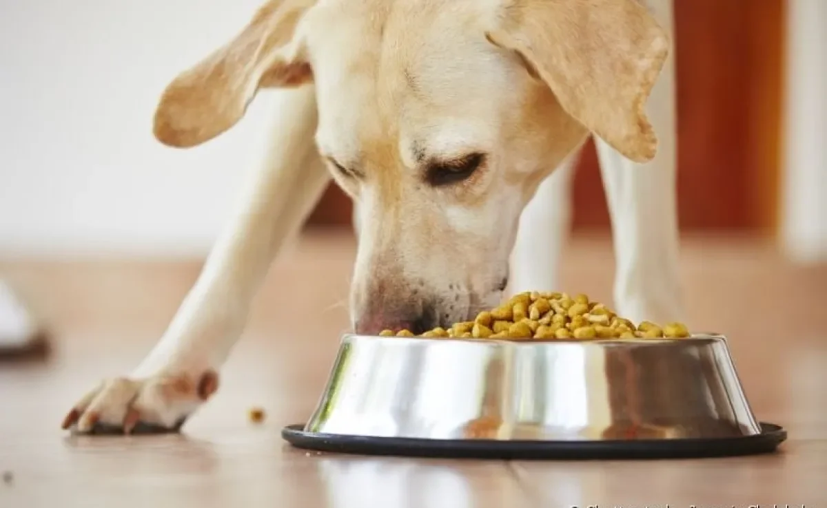 Saiba tudo sobre a alimentação do seu cachorro