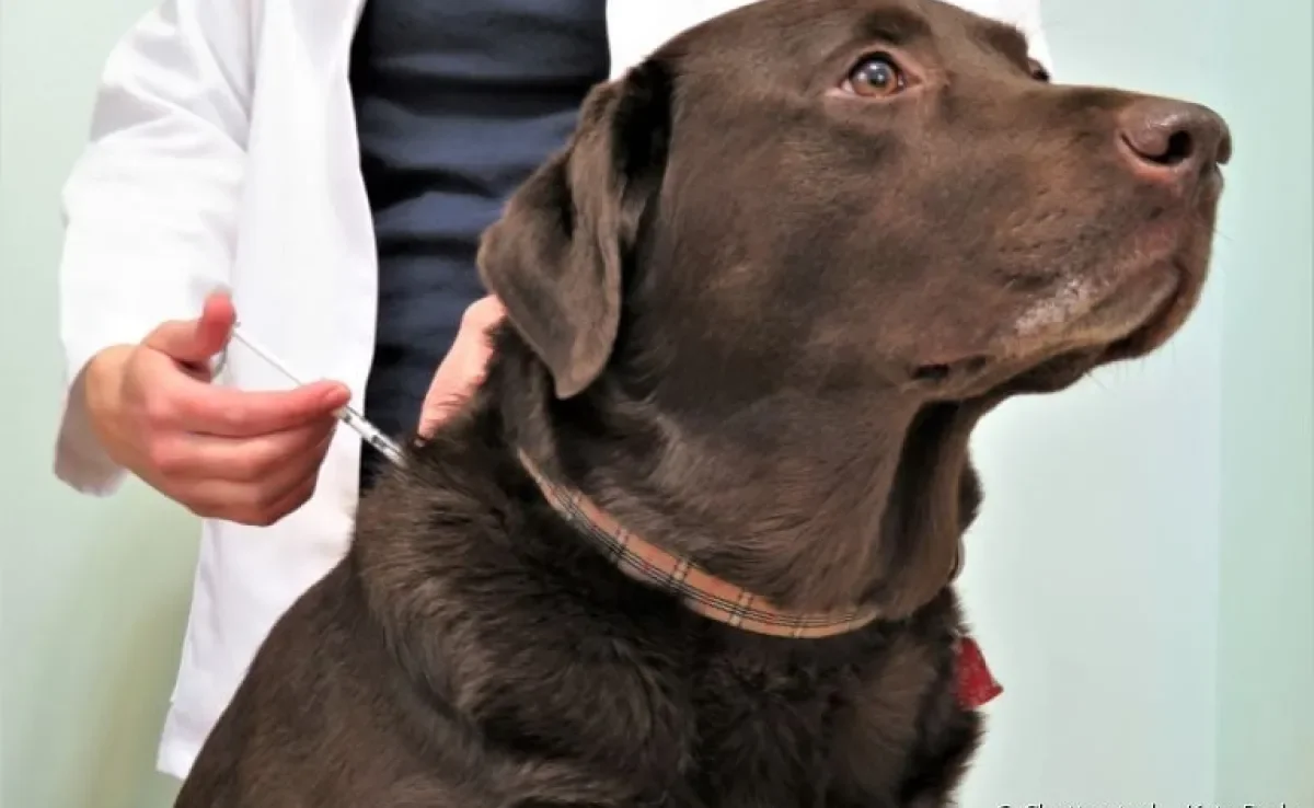 A vacina para cachorro é essencial para proteger o seu amigo