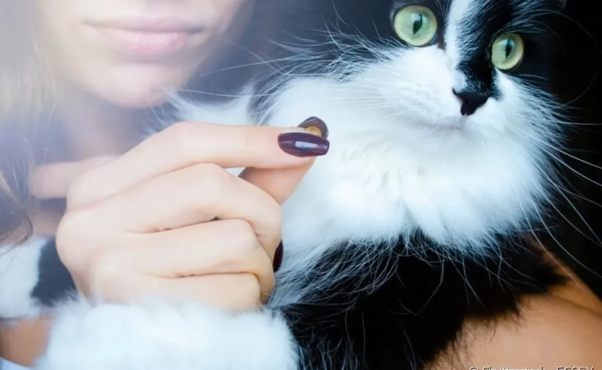 Veja técnicas de como dar comprimido para o seu gato