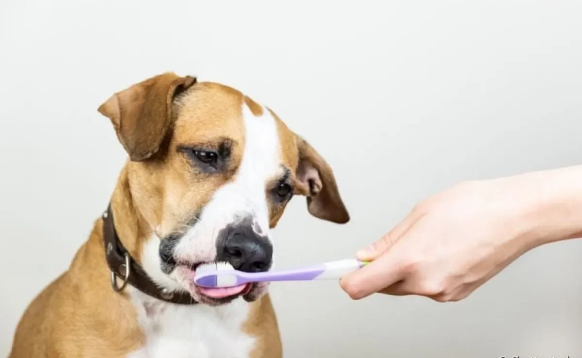 Descubra como tratar e evitar o tártaro nos dentes do cachorro