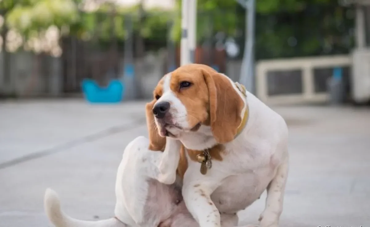 A otite canina pode provocar muito desconforto no seu cãozinho; coceira e produção de cera são sinais