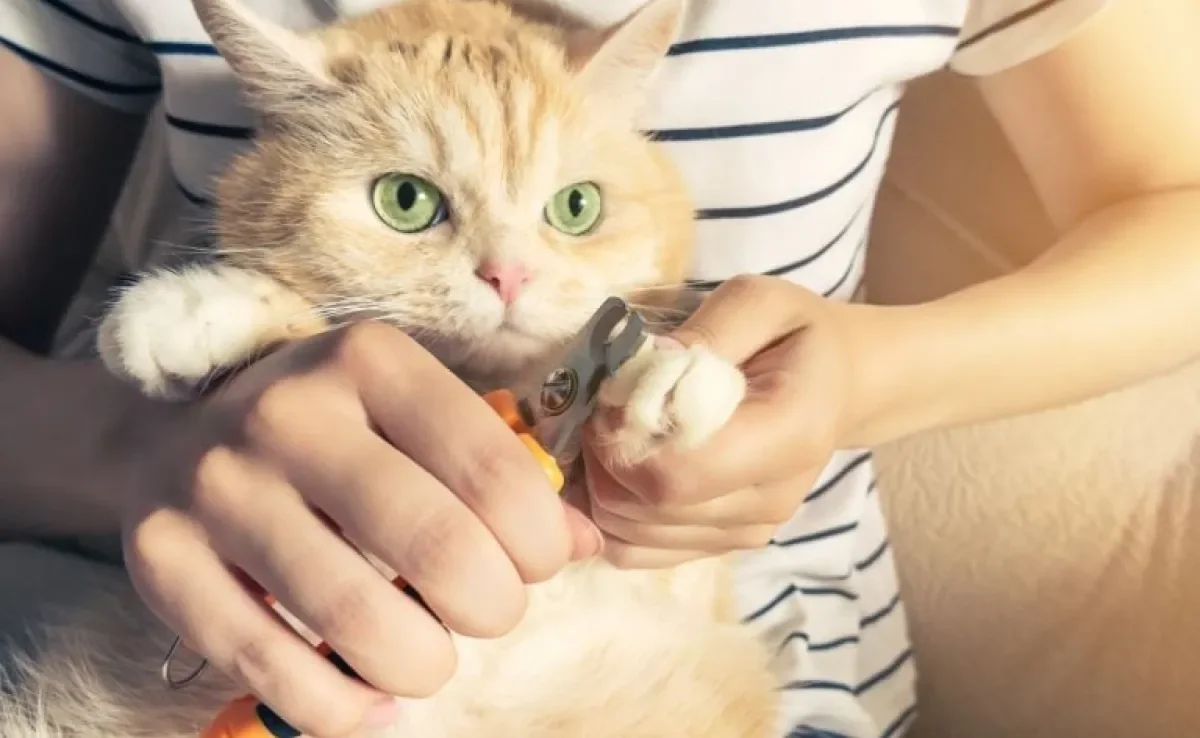 Cortar unha de gato ajuda a evitar acidentes, mas precisa ser feito com cuidado para não machucar o bichano.