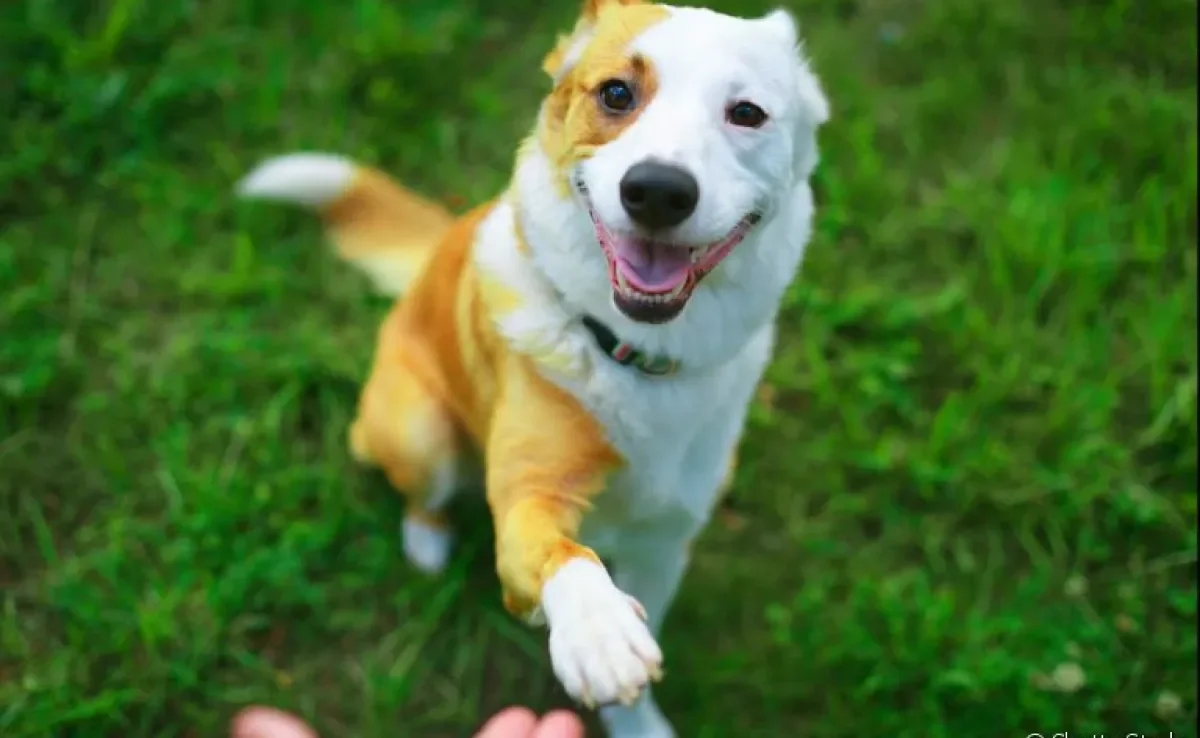 Adestramento de cães: você mesmo pode ensinar o seu cachorro os comandos básicos. Veja como!