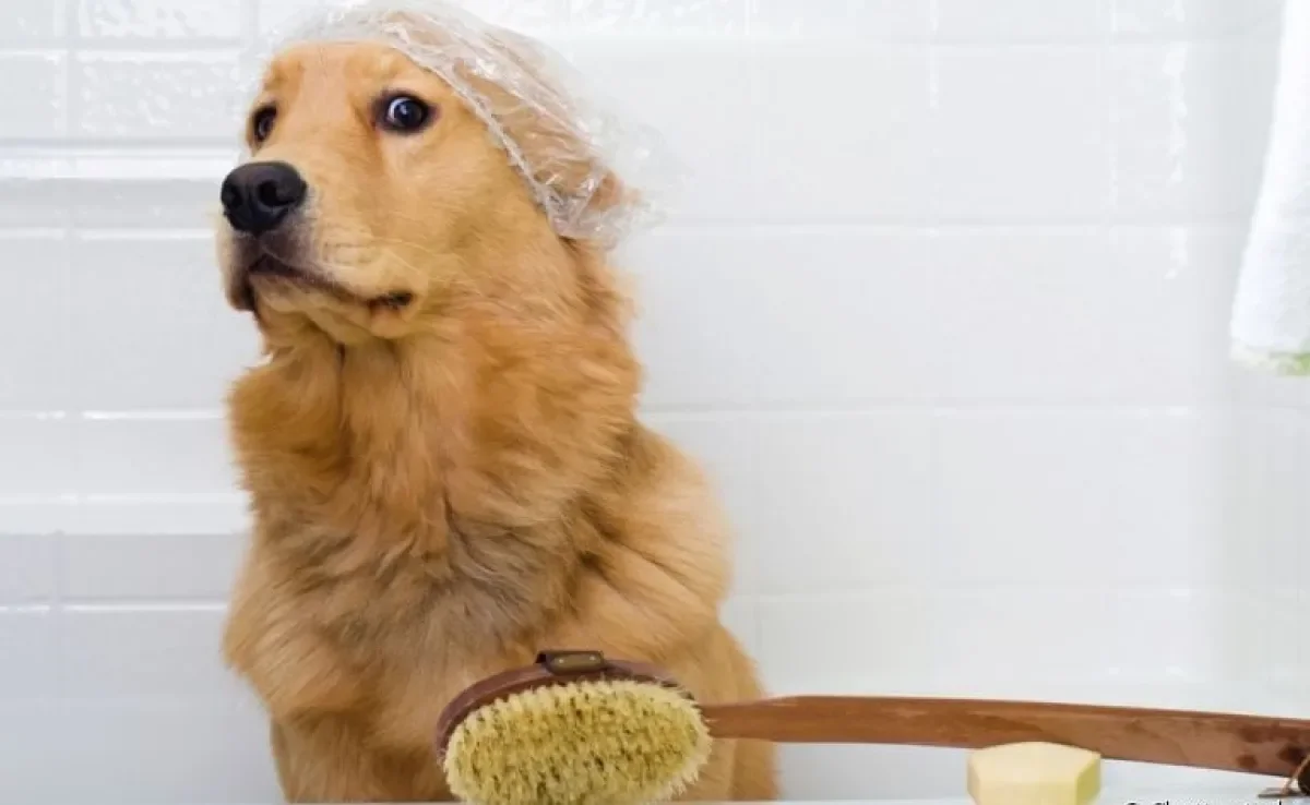 Cachorro medroso: descubra como você pode fazer para naturalizar a hora do banho para o seu amigo!