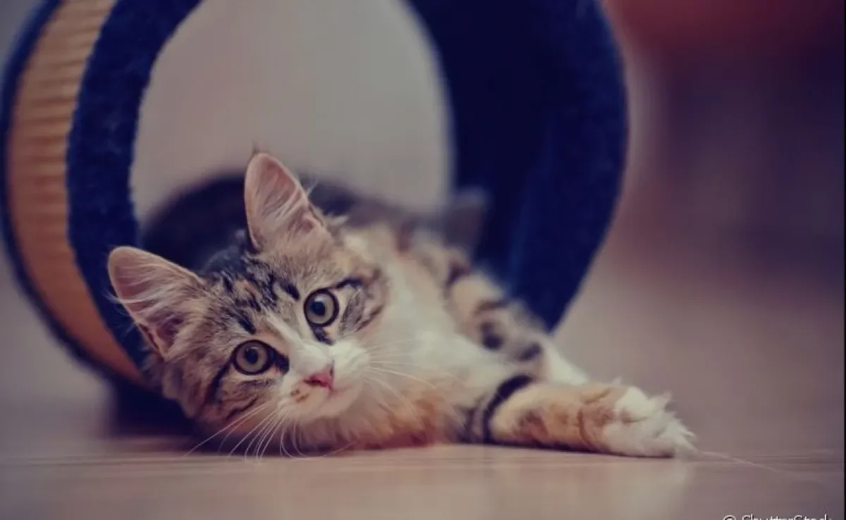 Feridas em gatos podem significar muitas coisas e é importante observar com atenção para obter o diagnóstico correto!
