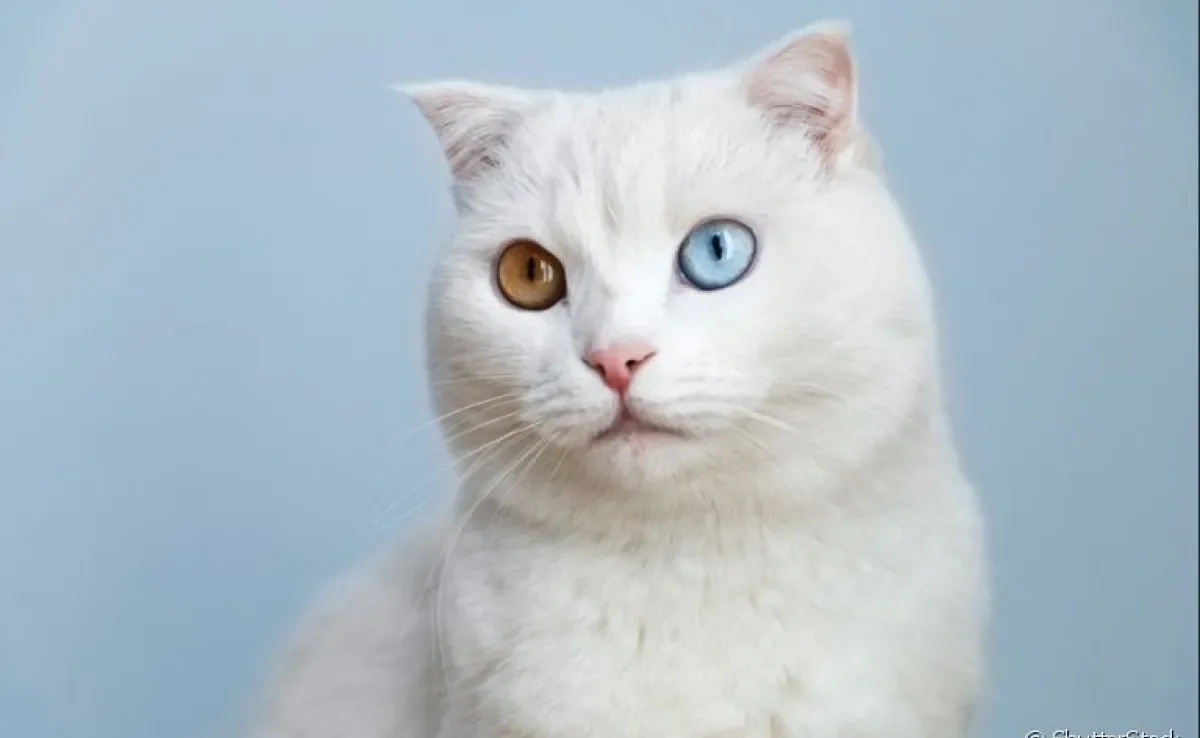 Gato com Heterocromia: condição dos olhos de cores diferentes não costuma apresentar problemas aos animais