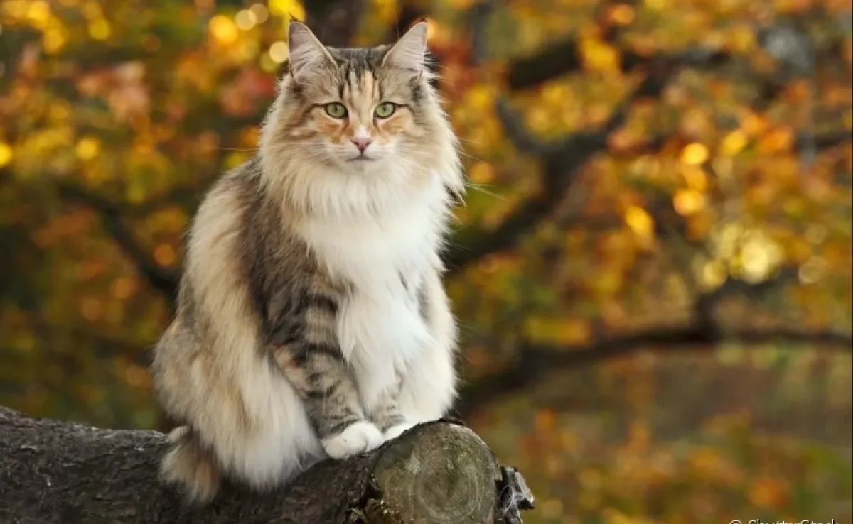 Enormes, peludos e apaixonantes: assim são os gatos gigantes! Conheça mais sobre eles!