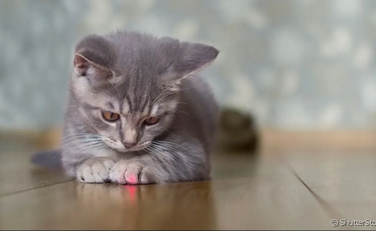 Laser para gatos: entenda o motivo para usar esses acessório com moderação!