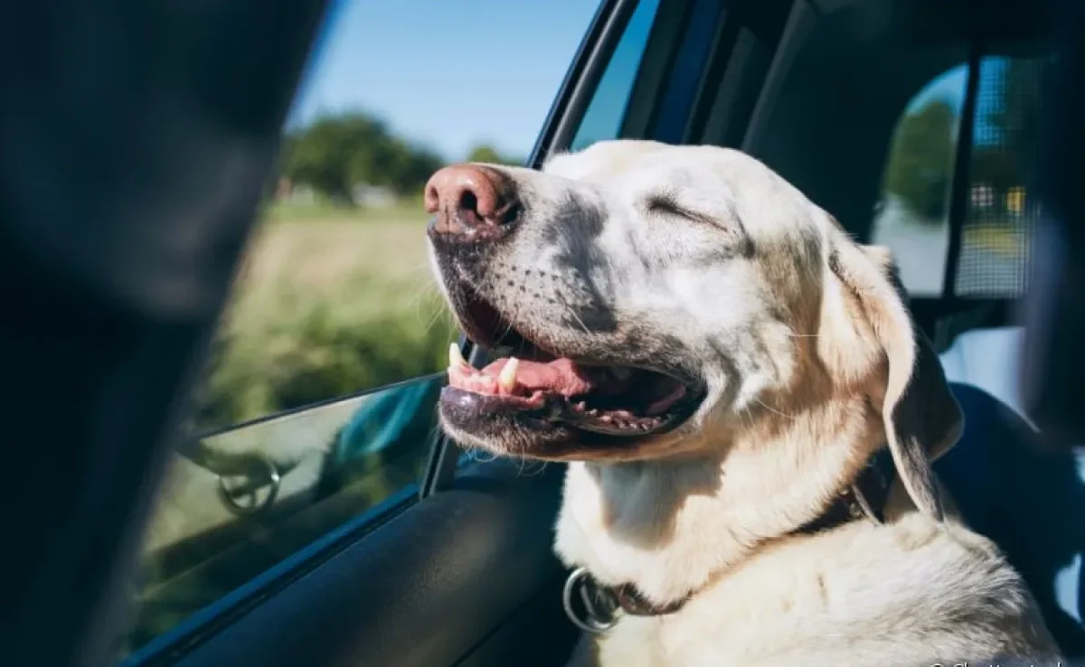 Como transportar cachorro em viagem: descubra como fazer em carro, avião e ônibus