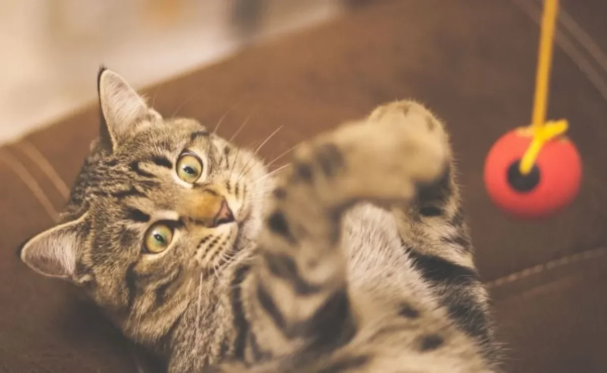 Aprenda a fazer brinquedos para gatos com materias recicláveis!