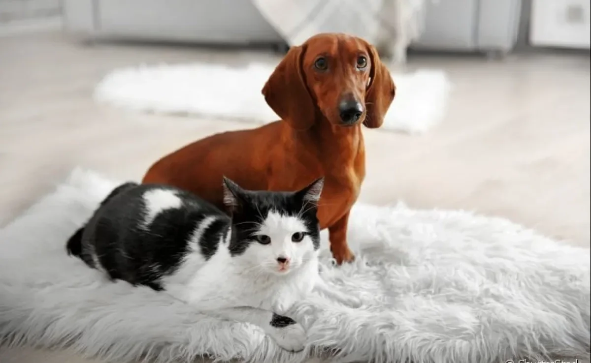Cachorro e gato: essa rivalidade não existe mais e você pode ter os dois no seu apartamento!