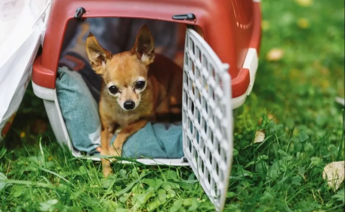 Caixa de transporte para cachorro: veja os modelos mais comuns e suas funcionalidades!