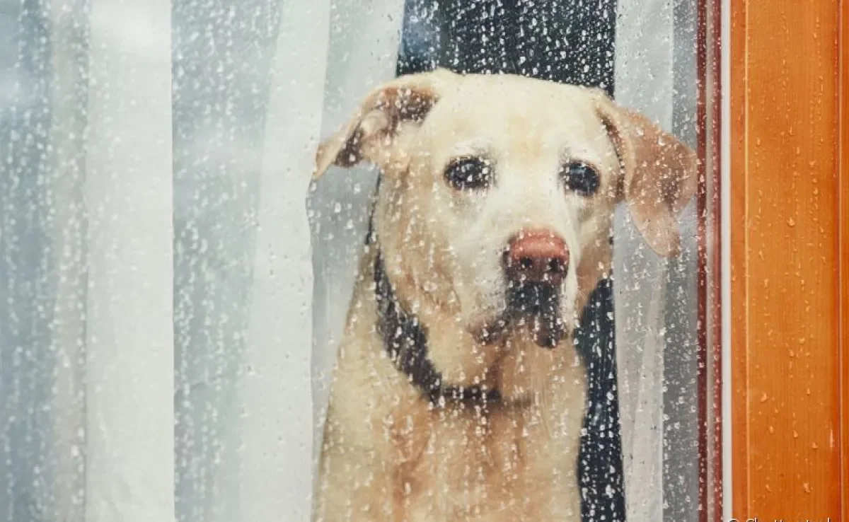  Cachorro com medo de chuva? Descubra como ajudá-lo! 