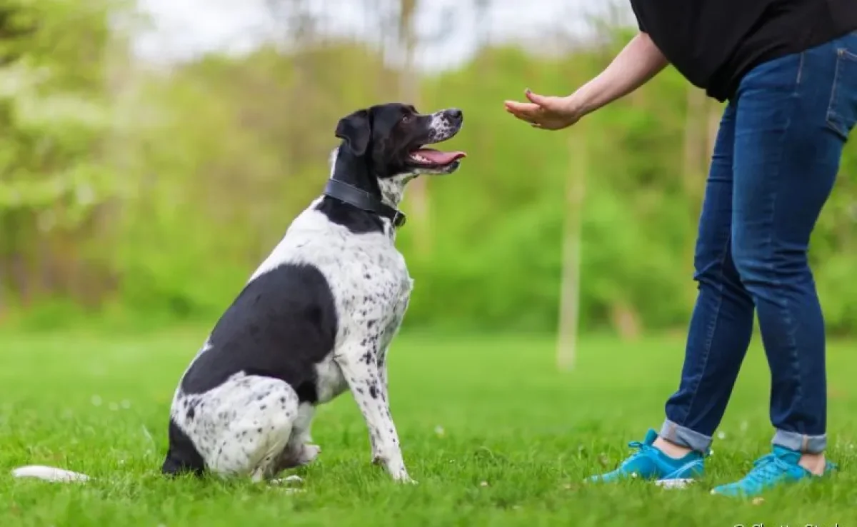 Adestramento de cães nem sempre é algo tão fácil, mas com as técnicas corretas é possível!