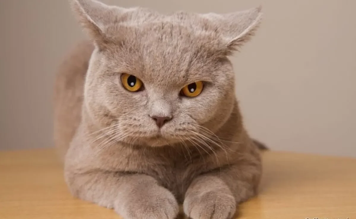 Gato estressado: descubra o que causa o problema e como ajudar seu gato nesse momento