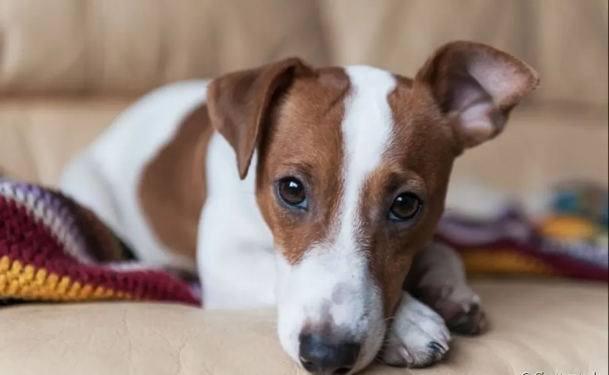 Jack Russell Terrier: conheça mais sobre o cachorrinho super agitado