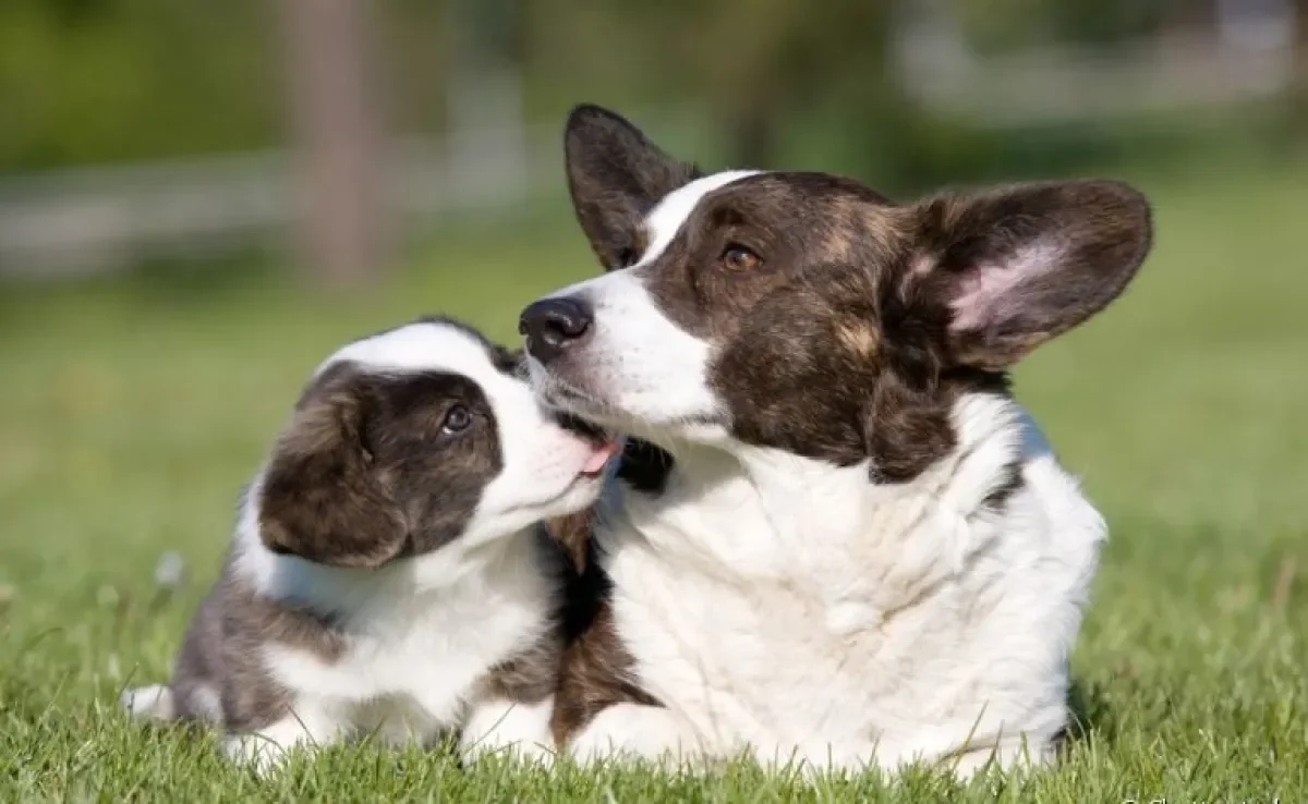 De cachorro filhote a cachorro adulto: o que muda no período de transição do animal