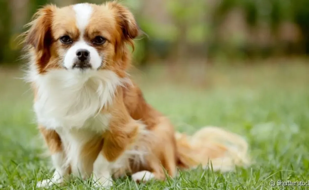 A pneumonia em cachorro pode ser fatal se não for tratada da maneira correta: descubra mais sobre a doença!