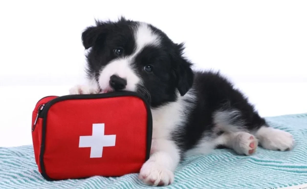 Cachorro engasgado, atropelado, envenenado e outros: veja como você pdoe salvar o seu amigo em situações de emergência