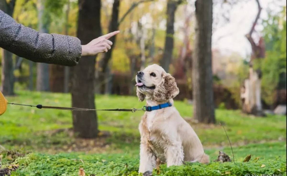 Adestramento de cães: veja alguns motivos para fazer esse investimento na educação do seu pet!