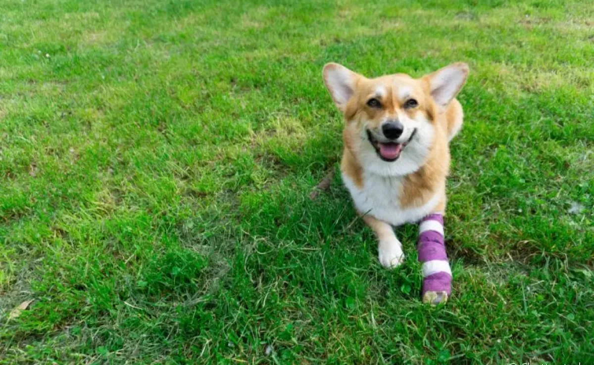 Artrite em cães, artrose, osteoporose e outras: descubra mais sobre algumas doenças ósseas nos animais