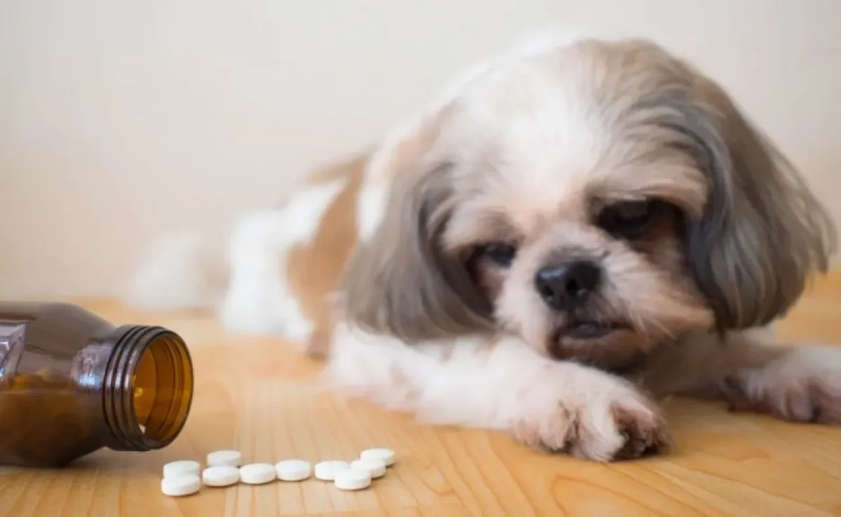 Antibiótico para cachorro: saiba como o medicamento age no corpo do seu animal