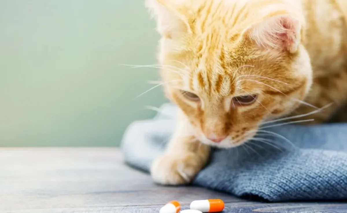 Antibiótico para gatos: conheça mais sobre esse tipo de medicamento