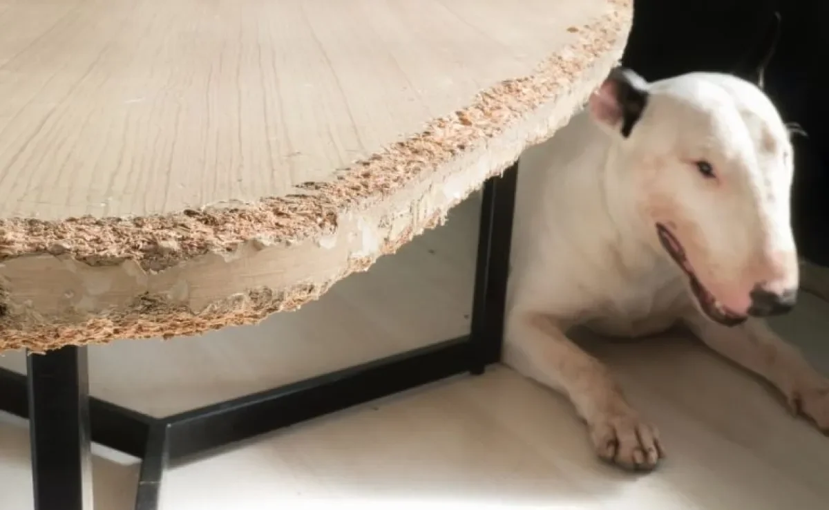 Um adestrador de cães pode ajudar no caso de um cachorro que morde todos os móveis