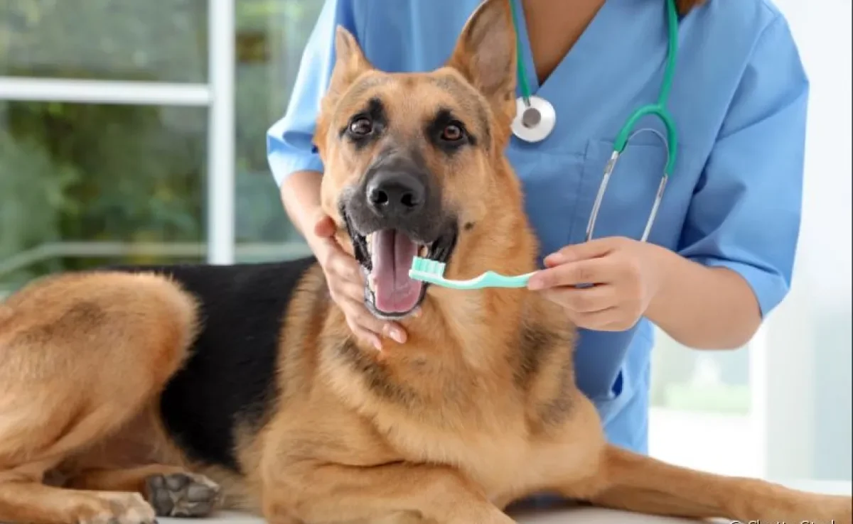 Escovar dente de cachorro previne doenças e ajuda a manter a higiene