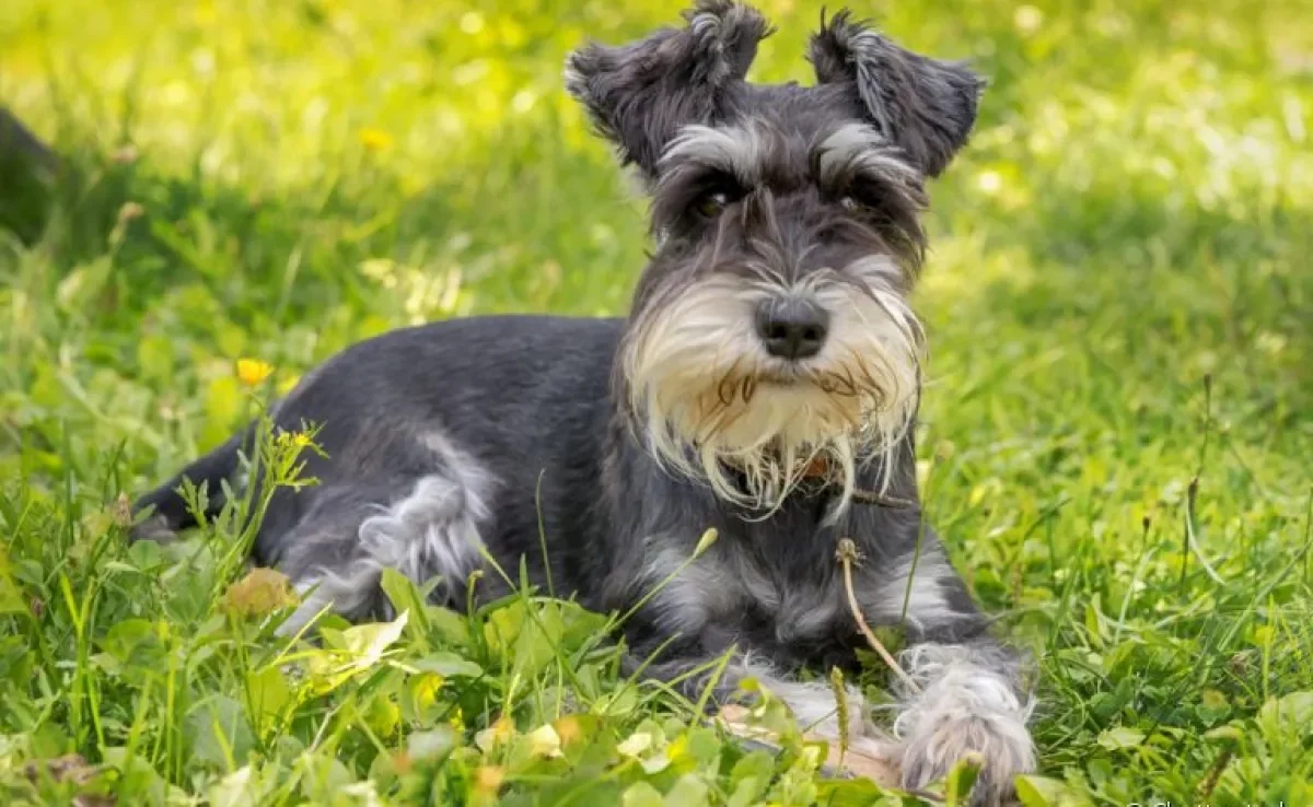 O Schnauzer é um cachorro apaixonante: conheça mais sobre a raça aqui!