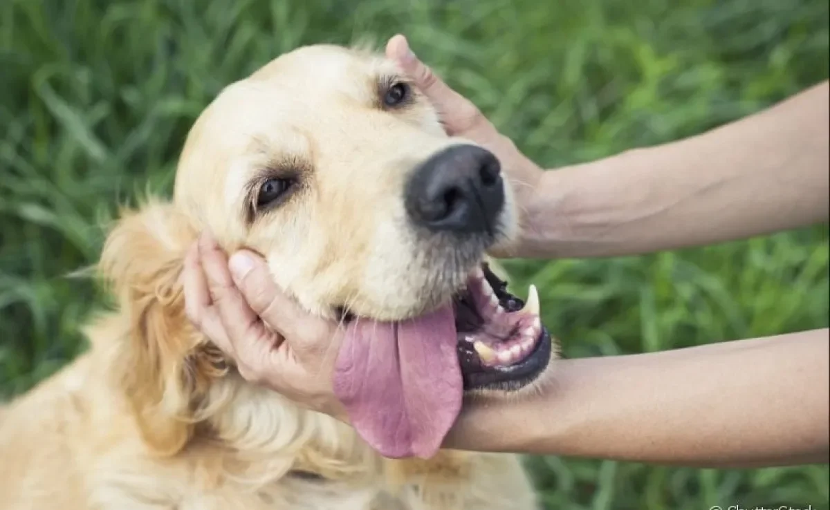 Cuidar de cachorro inclui observar todo o corpo do animal em busca de qualquer alteração que pode virar algo mais grave